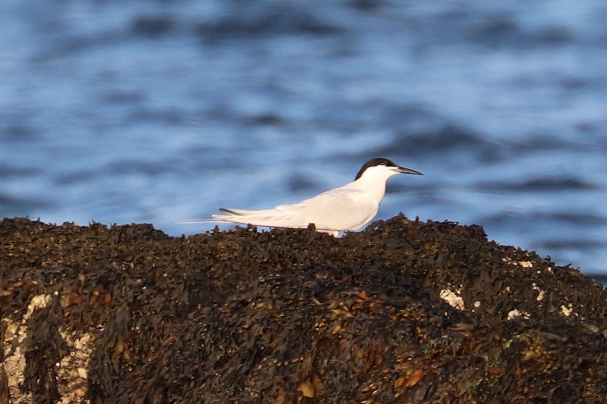 Roseate Tern - ML620700412