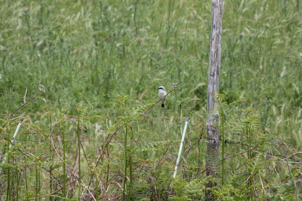 Red-backed Shrike - ML620700417