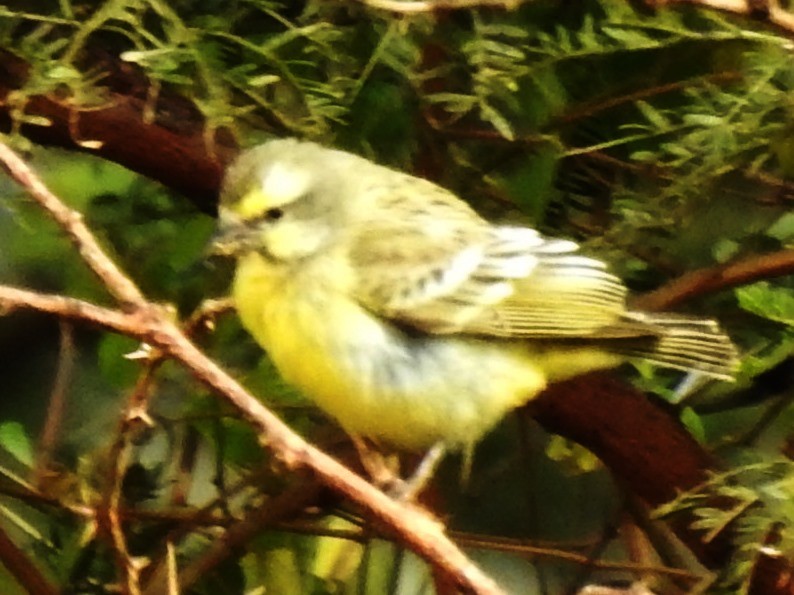 Yellow-fronted Canary - ML620700418