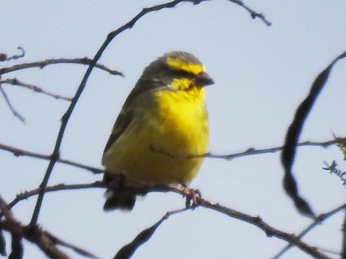 Yellow-fronted Canary - ML620700419