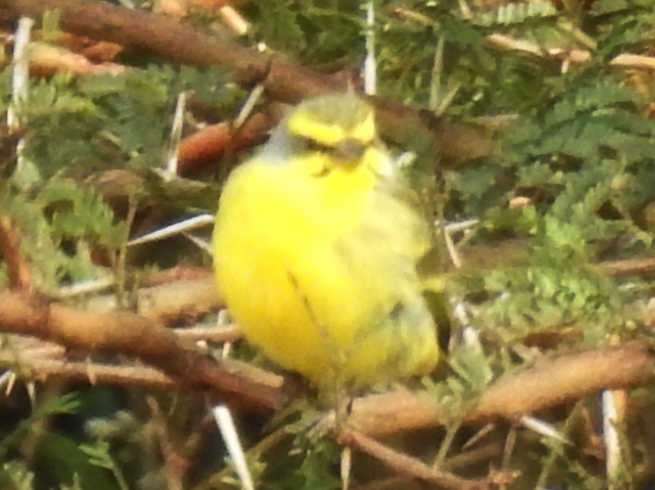 Yellow-fronted Canary - ML620700420