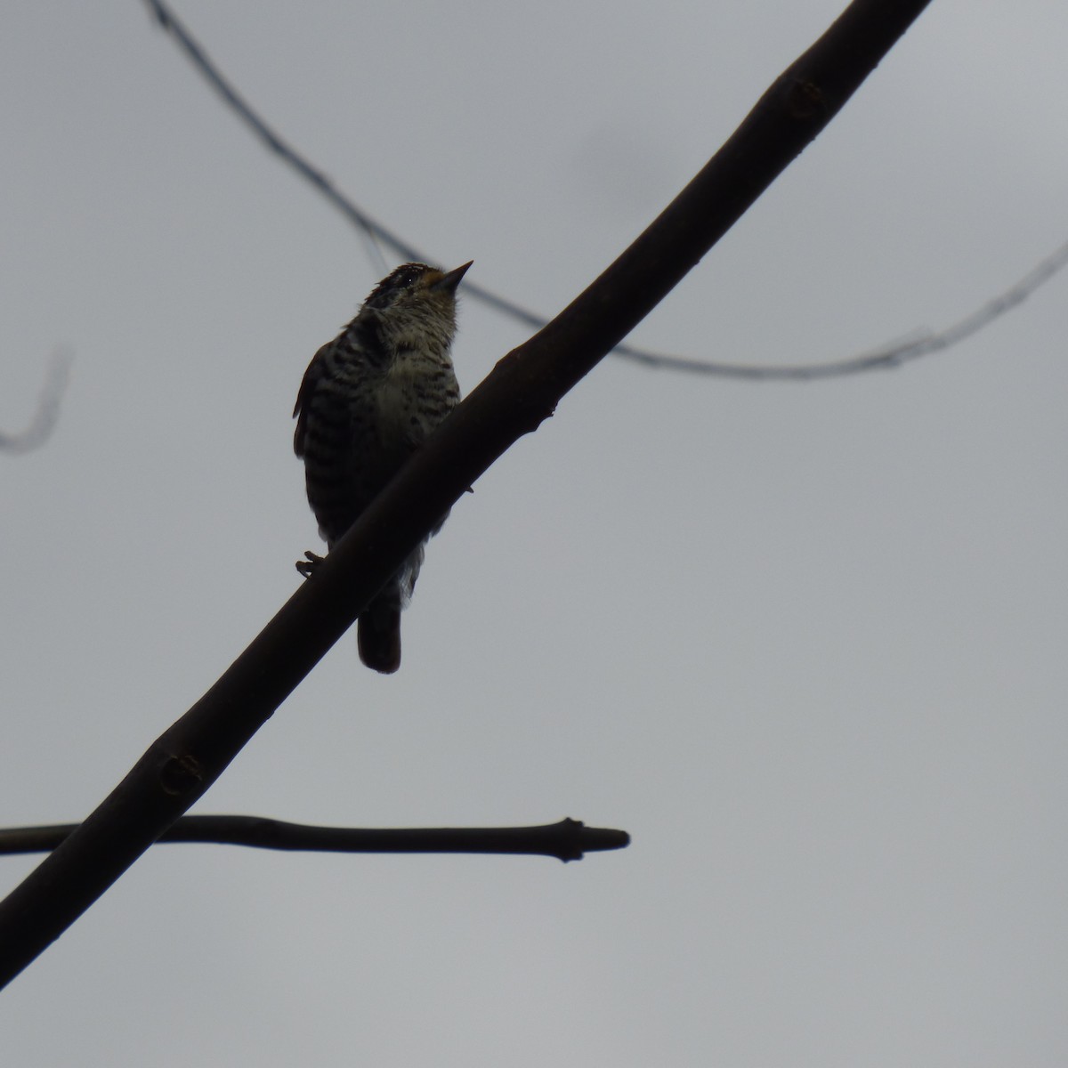 White-barred Piculet - ML620700421