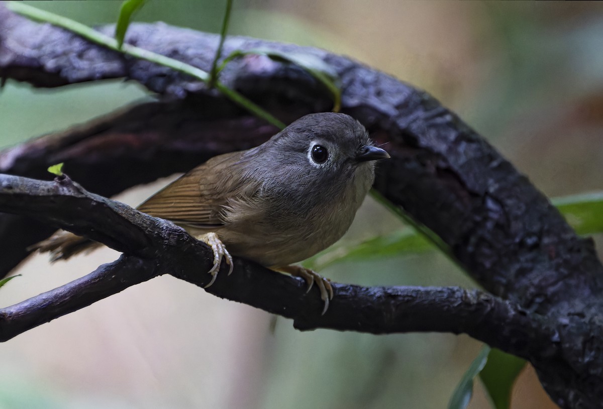 Huet's Fulvetta - ML620700423