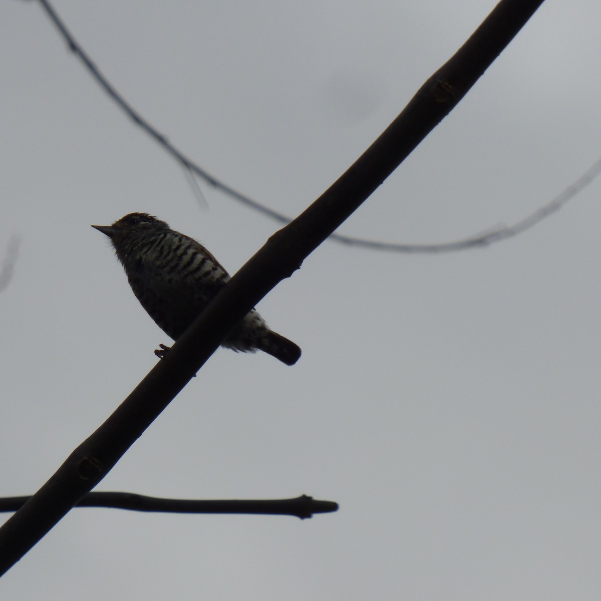 White-barred Piculet - ML620700424