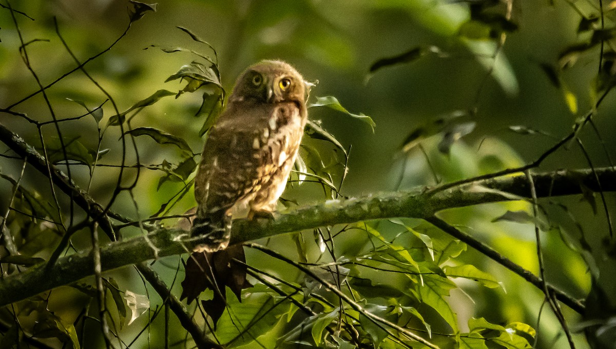 Asian Barred Owlet - ML620700426