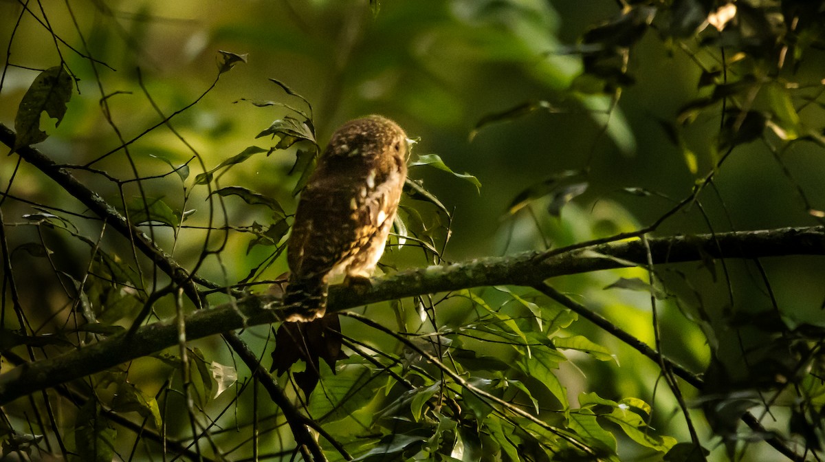 Asian Barred Owlet - ML620700427