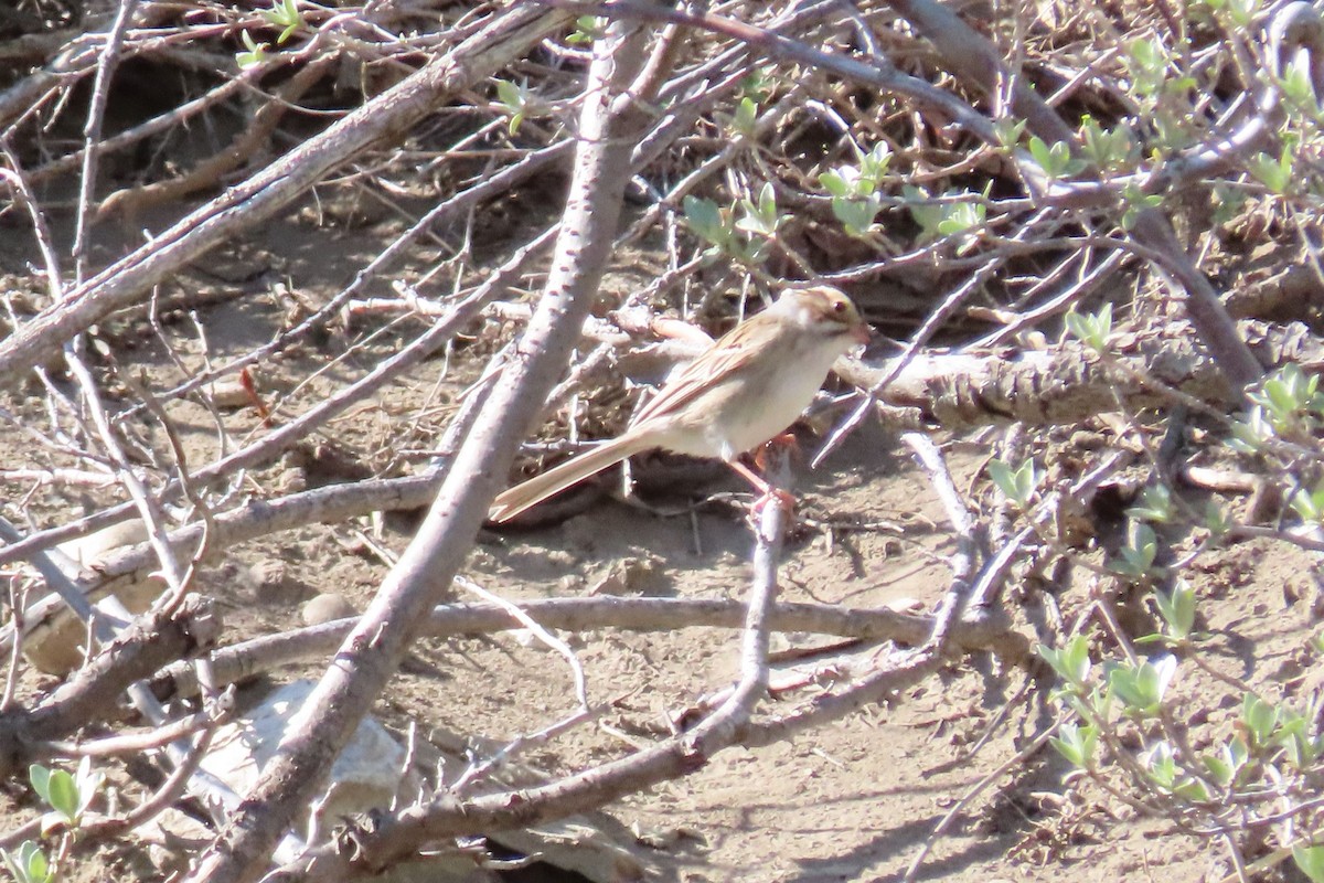 Clay-colored Sparrow - ML620700429