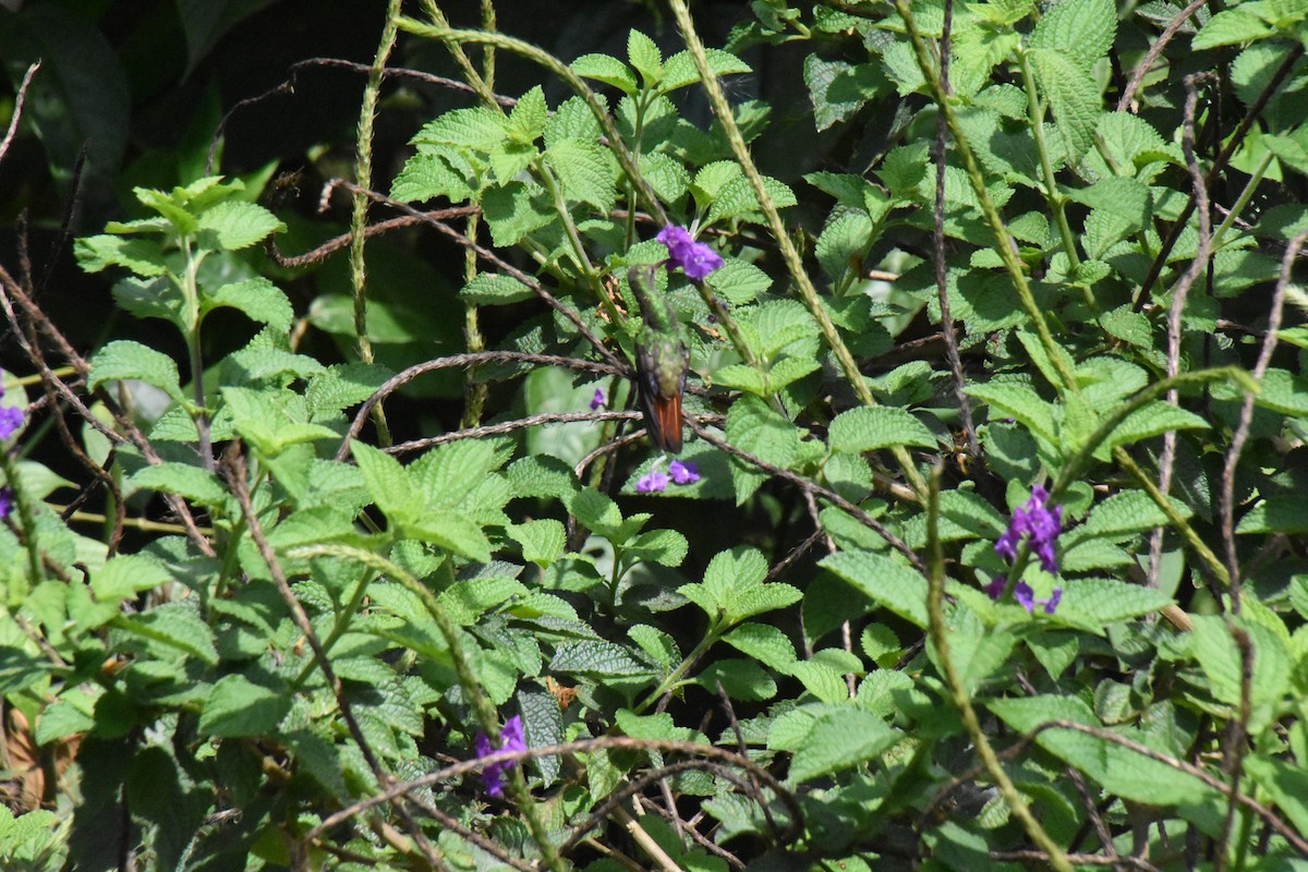 Rufous-tailed Hummingbird - Jerry Davis