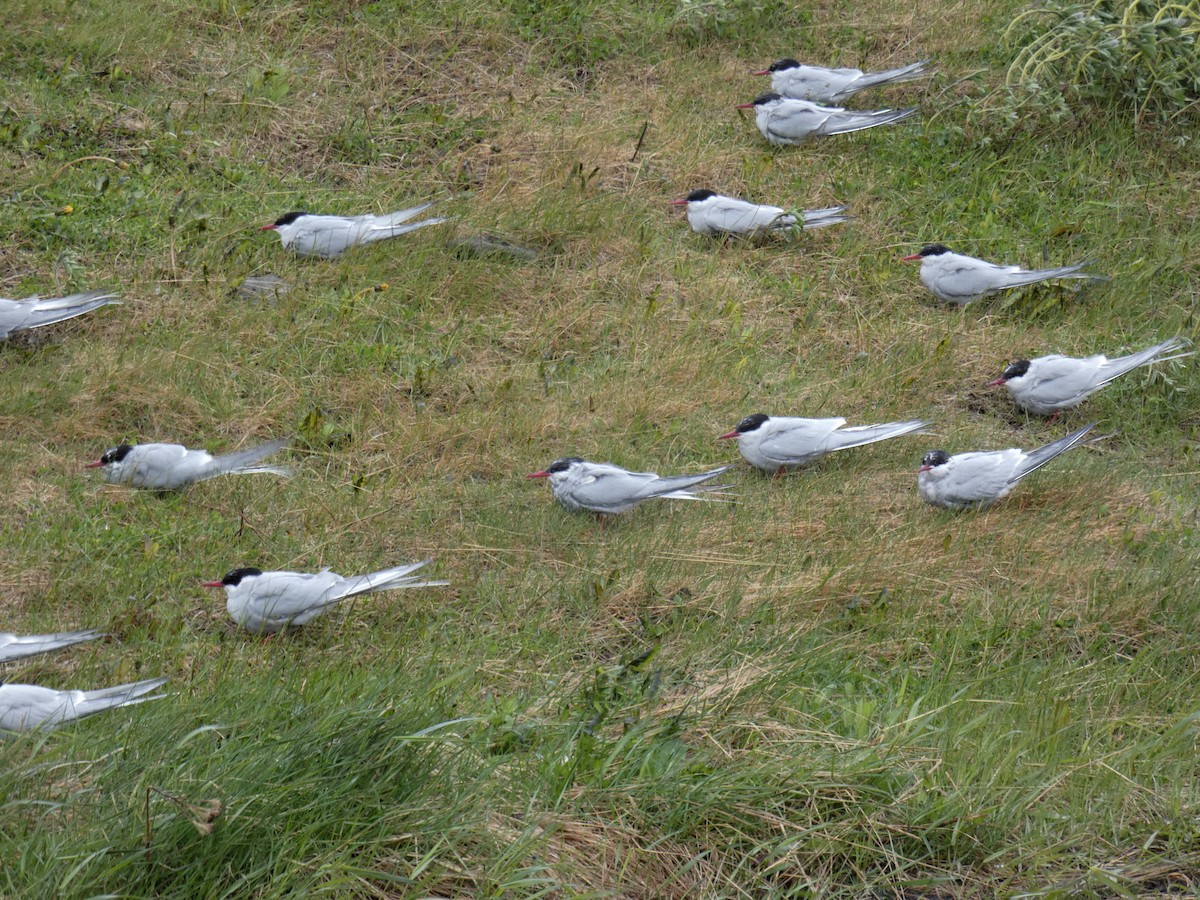 Arctic Tern - ML620700431