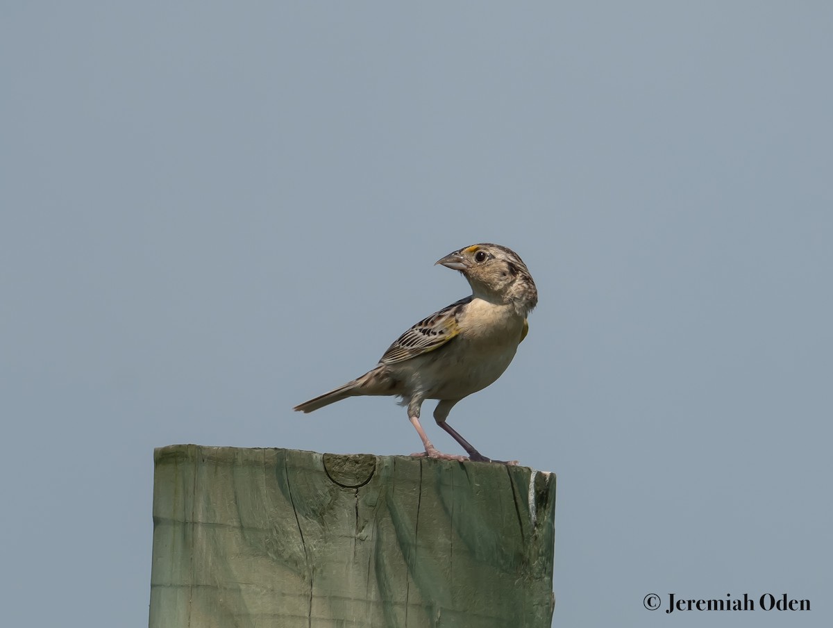 Grasshopper Sparrow - ML620700432