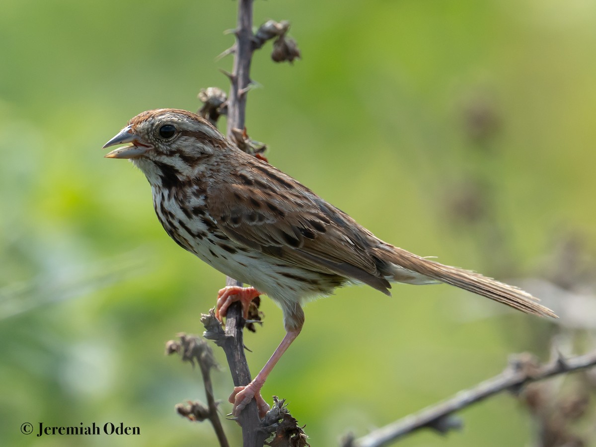 Song Sparrow - Jeremiah Oden