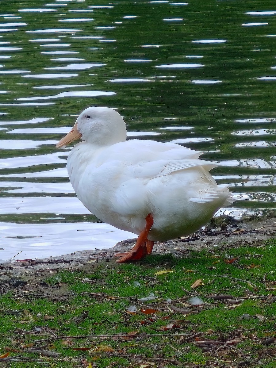 Domestic goose sp. (Domestic type) - ML620700437