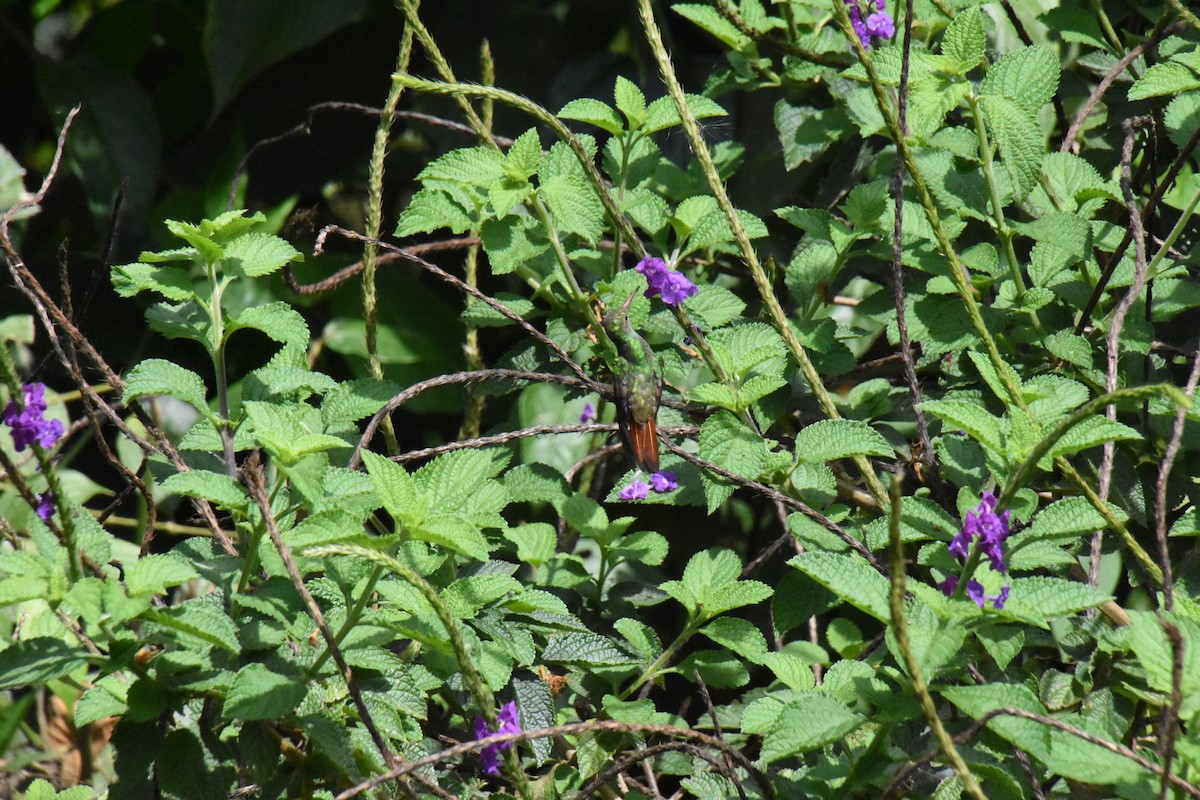 Rufous-tailed Hummingbird - ML620700439