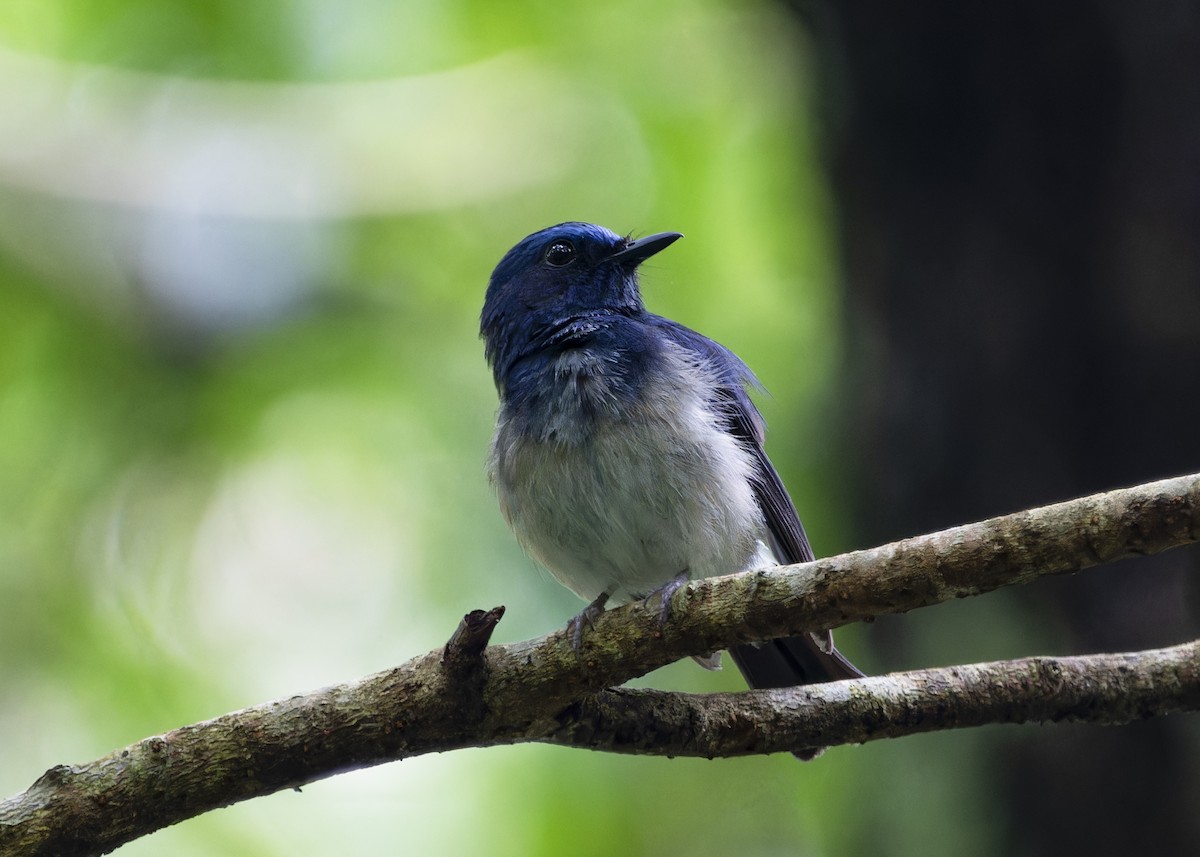 Hainan Blue Flycatcher - ML620700441