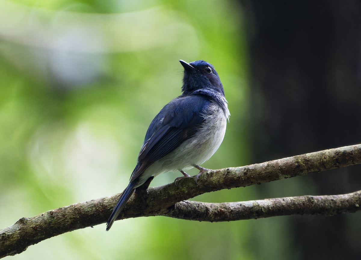 Hainan Blue Flycatcher - ML620700442