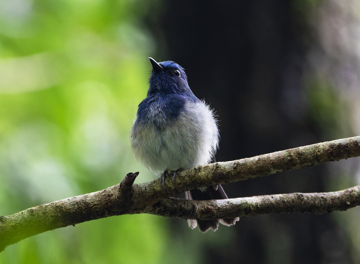 Hainan Blue Flycatcher - ML620700443