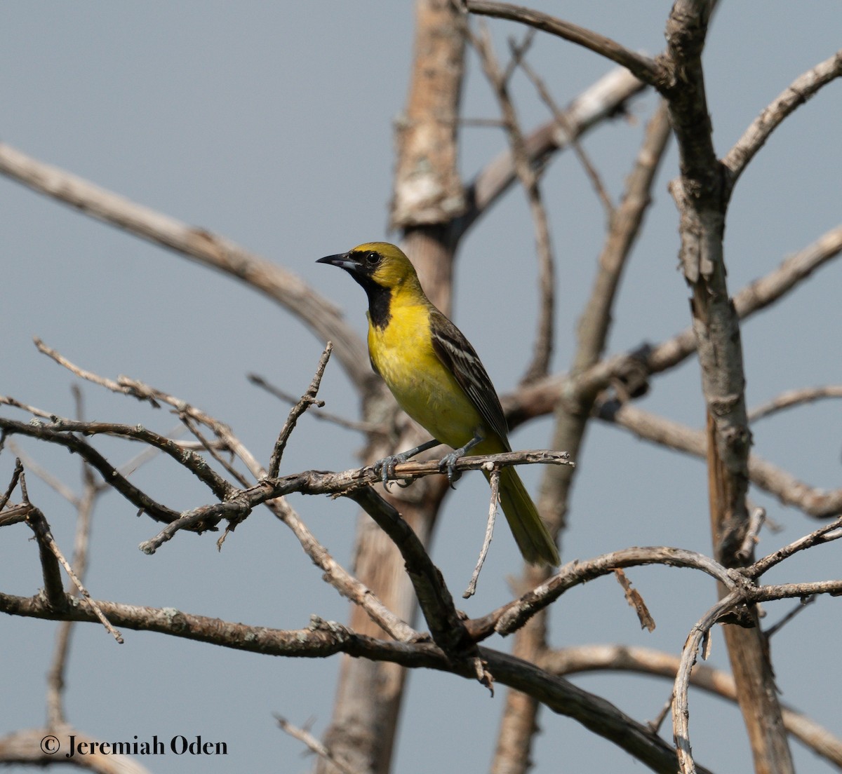 Orchard Oriole - ML620700444