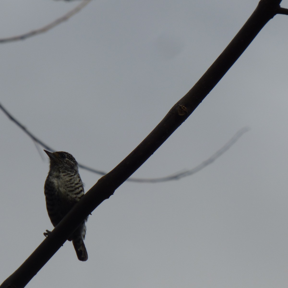 White-barred Piculet - ML620700446
