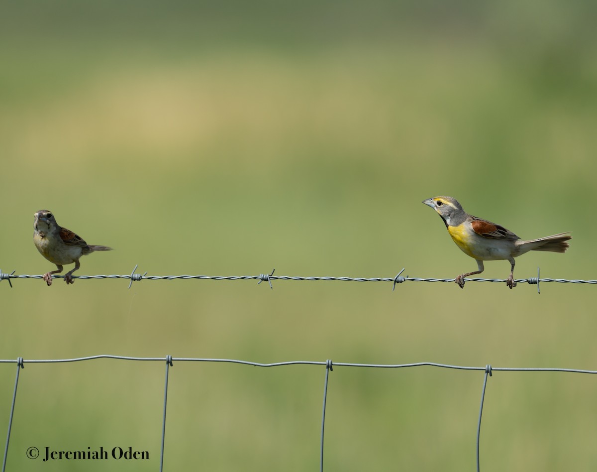 Dickcissel d'Amérique - ML620700449