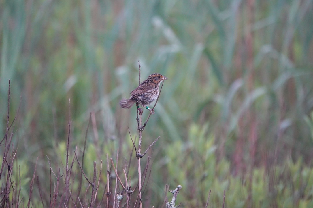 Saltmarsh Sparrow - ML620700450