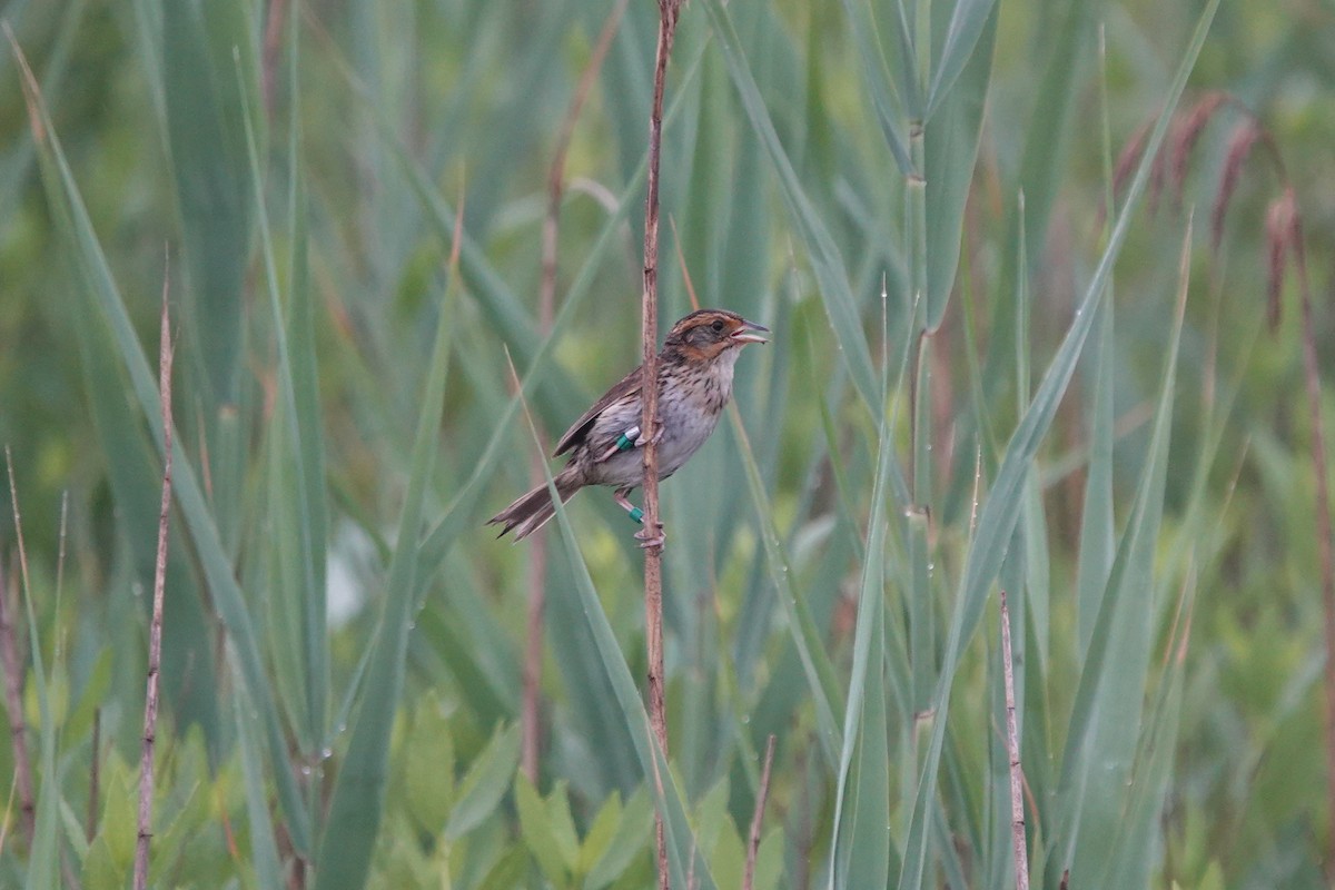 Bruant à queue aiguë - ML620700451