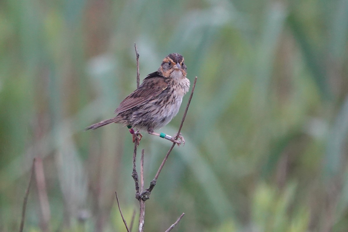 Saltmarsh Sparrow - ML620700453