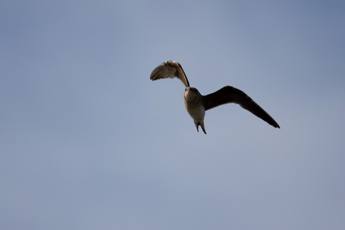 Collared Pratincole - ML620700454