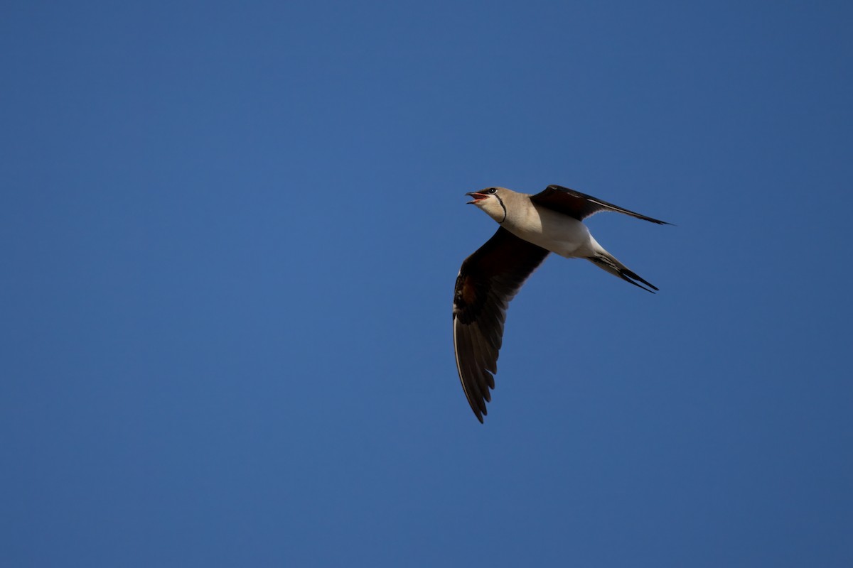 Collared Pratincole - ML620700455