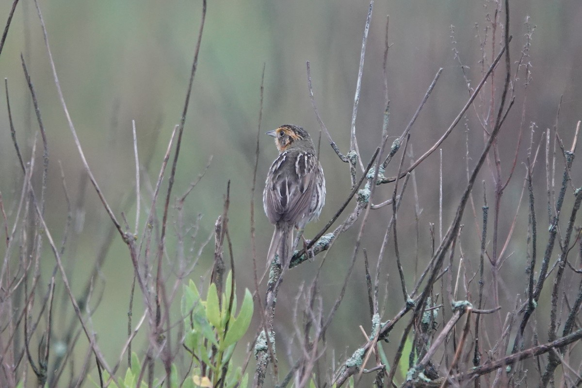 Bruant à queue aiguë - ML620700456