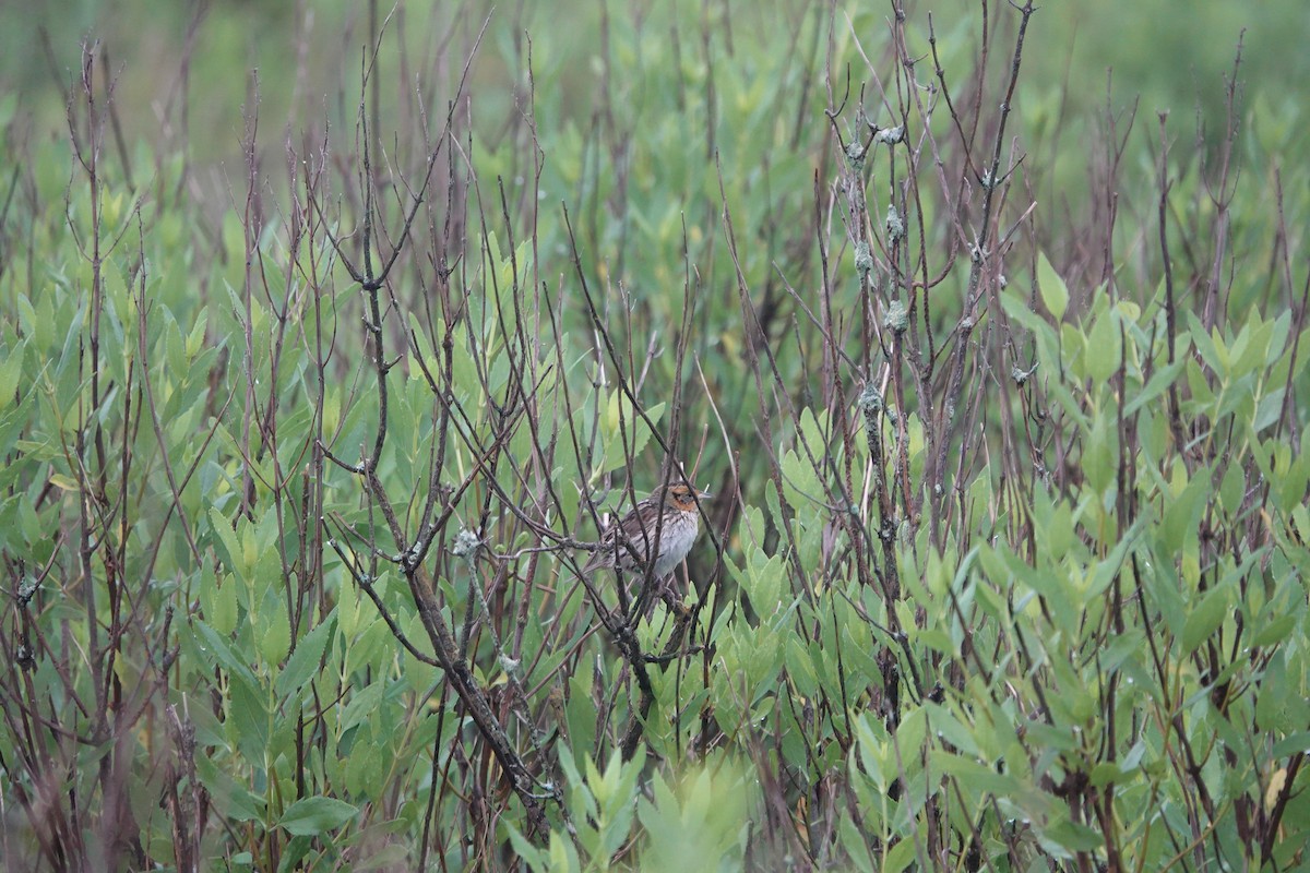 Saltmarsh Sparrow - ML620700457