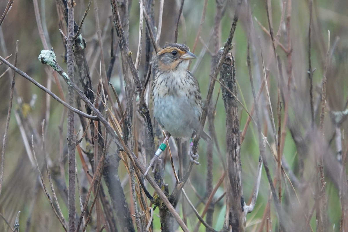 Bruant à queue aiguë - ML620700460