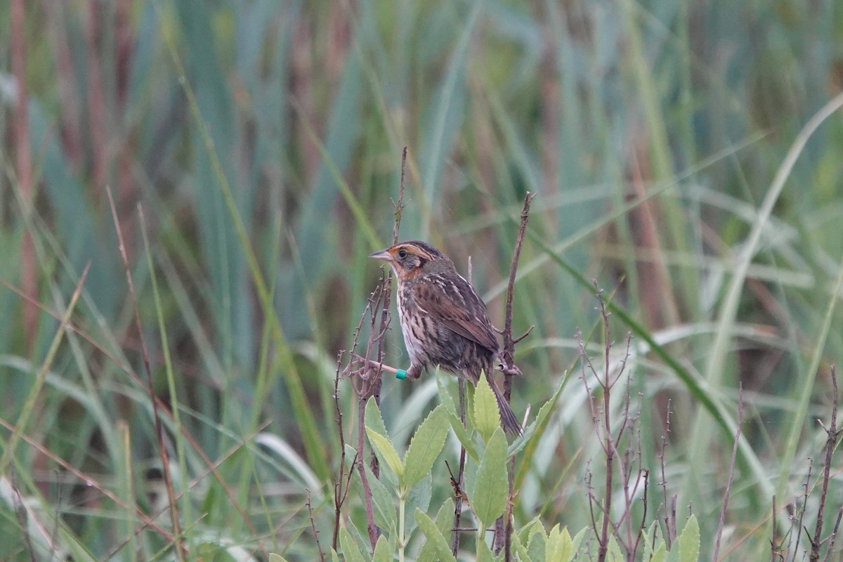 Saltmarsh Sparrow - ML620700461