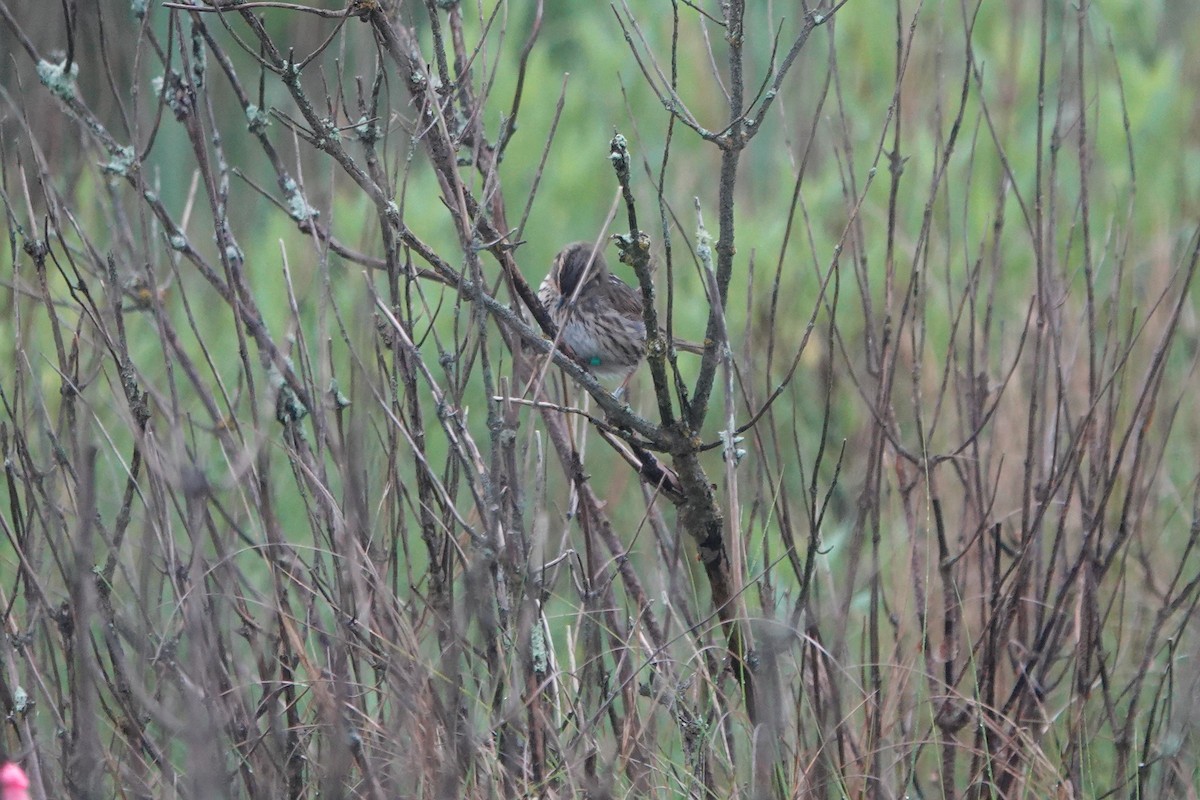 Saltmarsh Sparrow - ML620700462