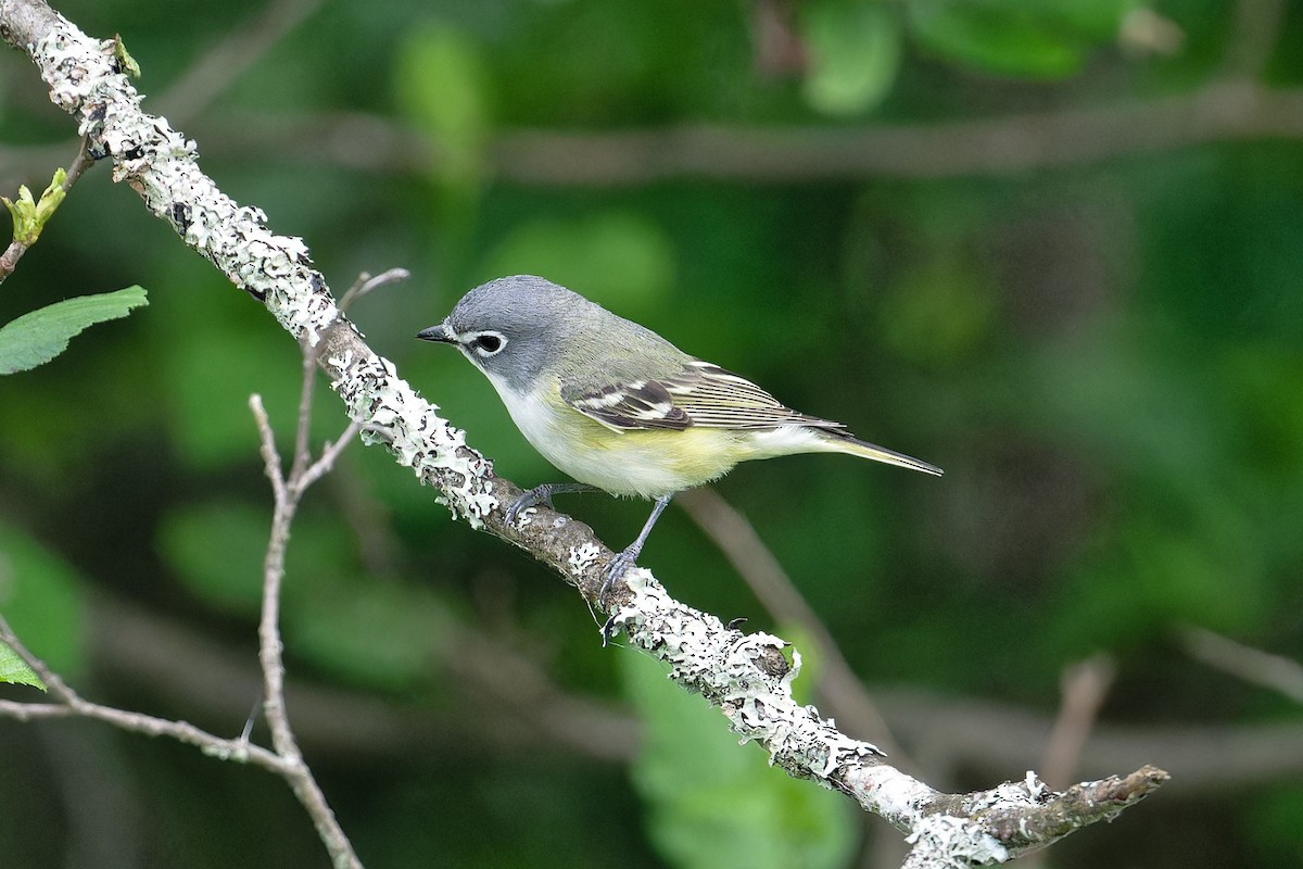 Blue-headed Vireo - ML620700465