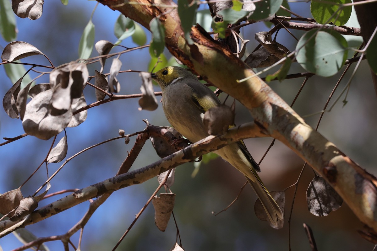 White-plumed Honeyeater - ML620700470