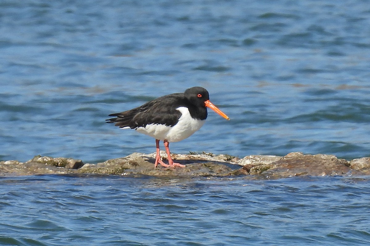 Eurasian Oystercatcher - ML620700472