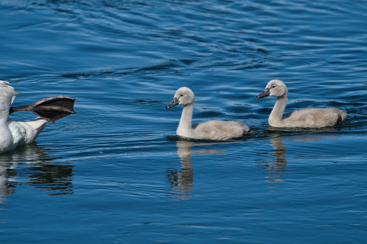 Mute Swan - ML620700473