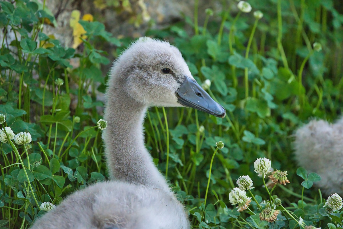 Mute Swan - Nicola Marchioli