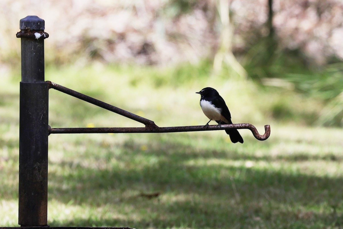 Willie-wagtail - ML620700478