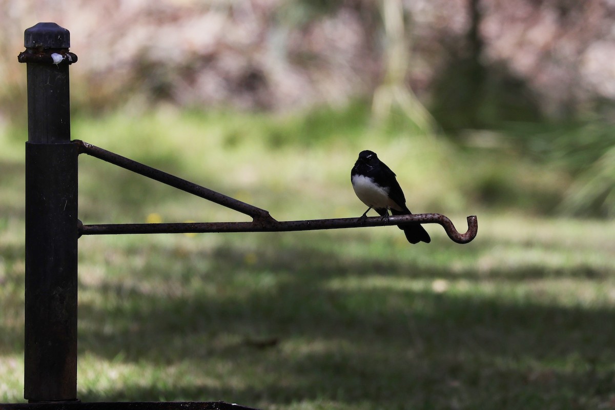 Willie-wagtail - ML620700479