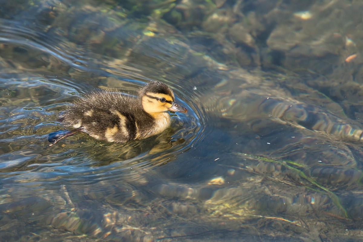 Canard colvert - ML620700483