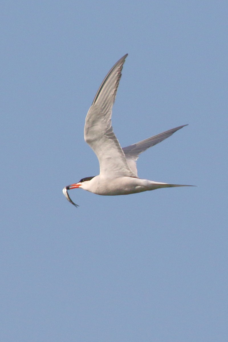 Common Tern - ML620700486