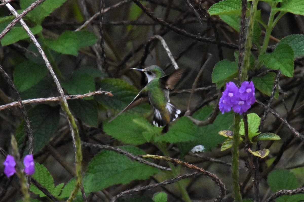 Colibrí Coroniblanco - ML620700488