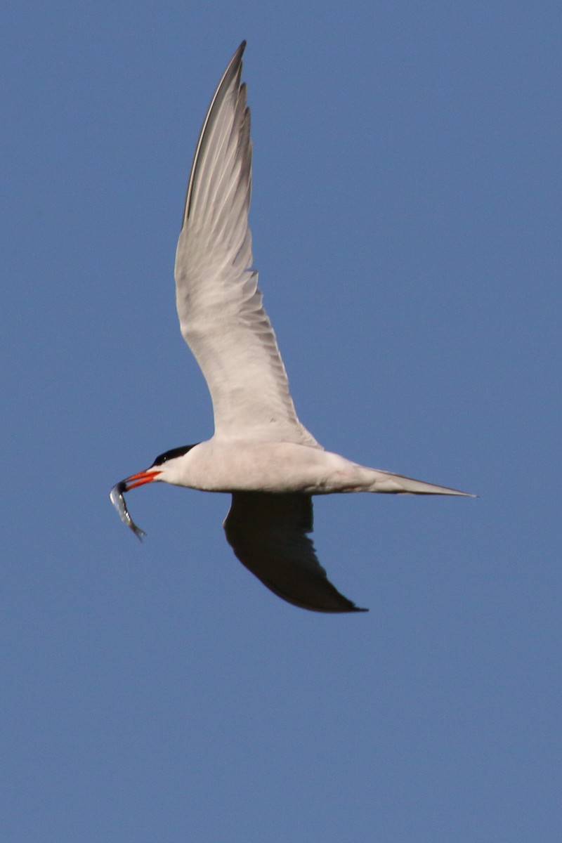 Common Tern - ML620700489