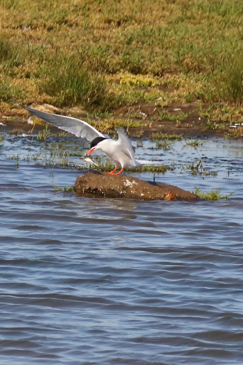 Common Tern - ML620700491