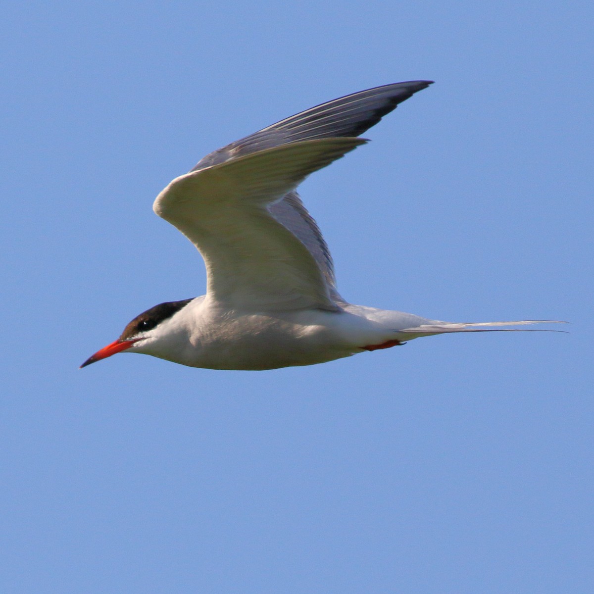 Common Tern - ML620700493