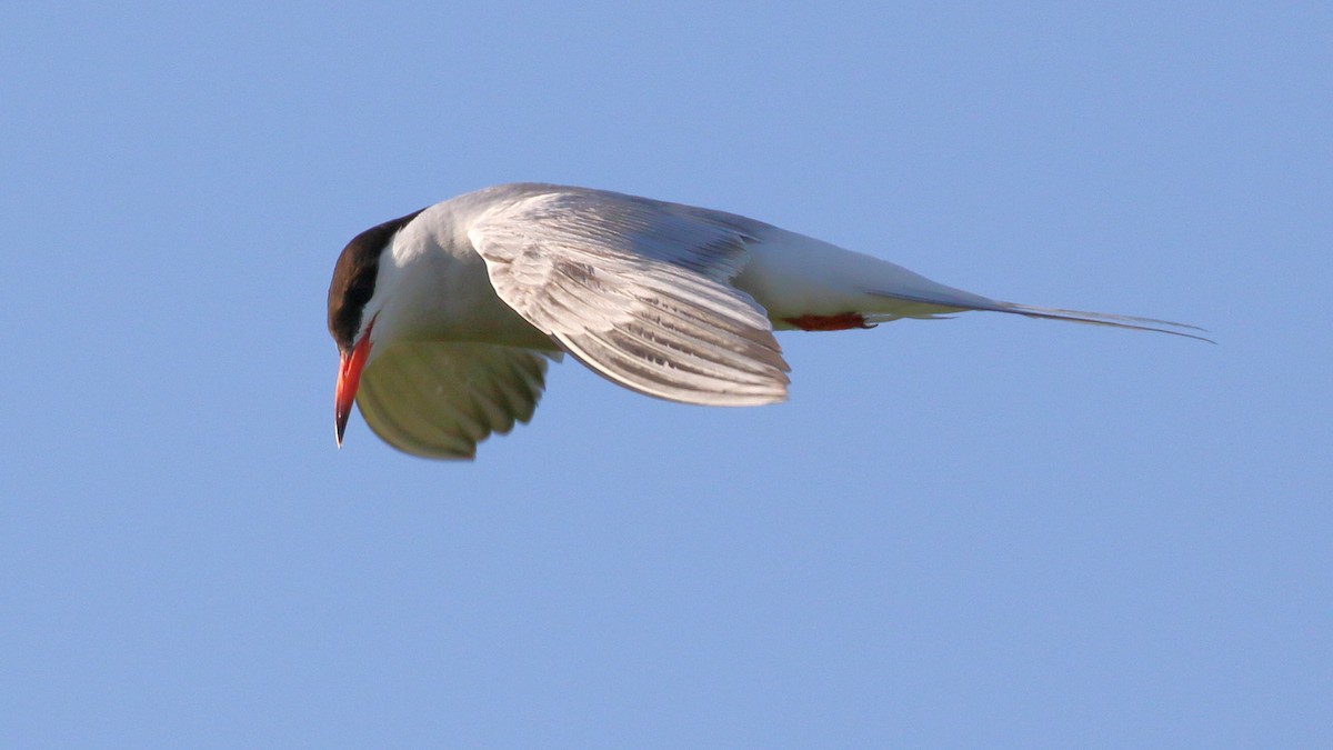 Common Tern - ML620700494