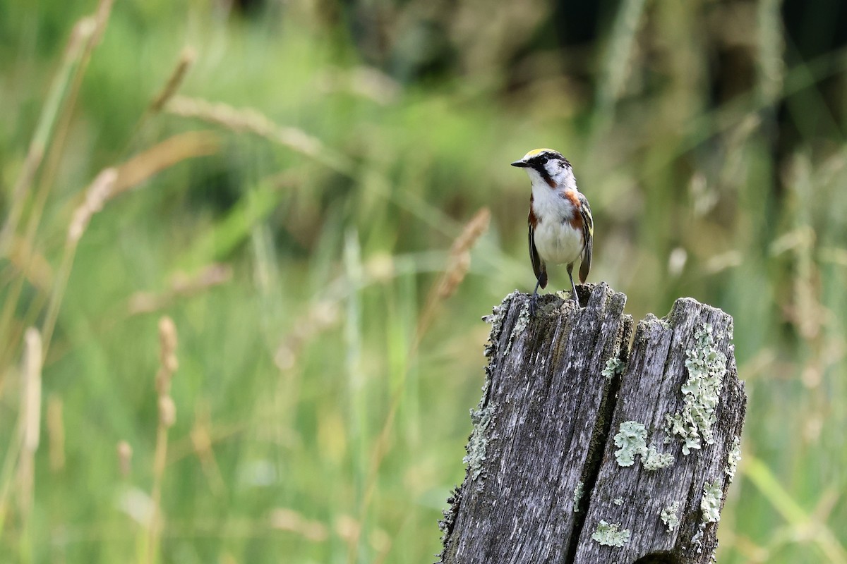 Chestnut-sided Warbler - ML620700499