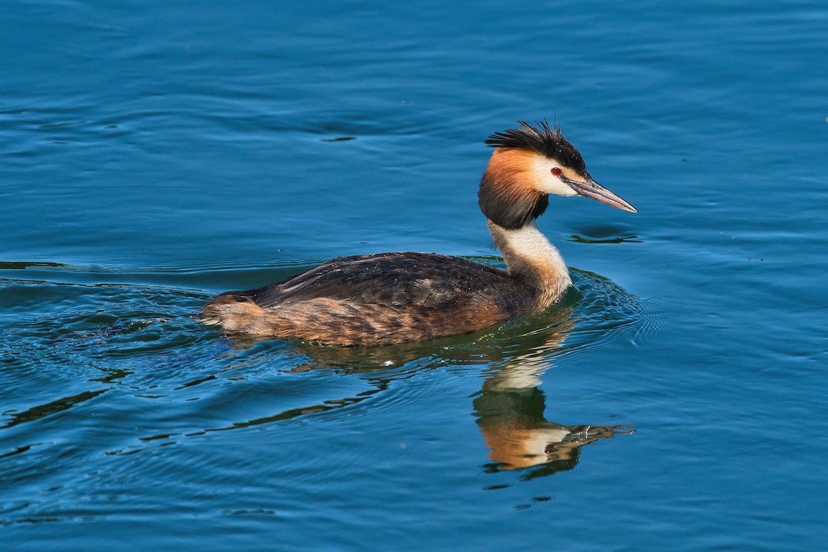 Great Crested Grebe - ML620700504