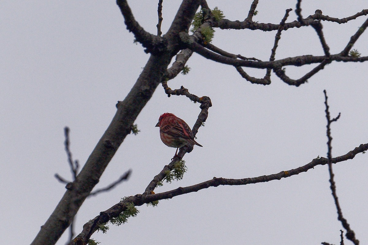 Purple Finch - ML620700505